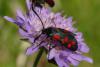 Zygaena filipendulae
